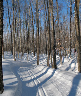 Picture of trail through maple forest